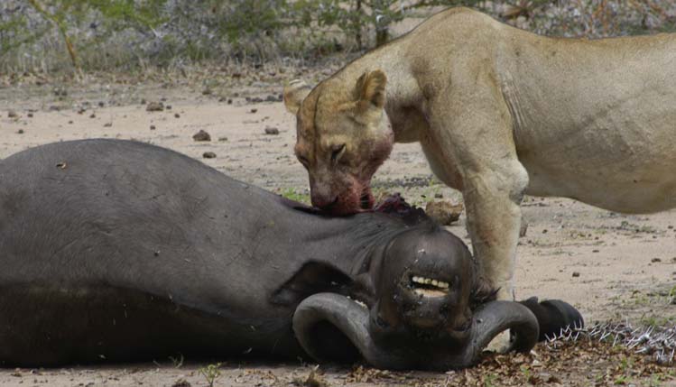 At the Kill