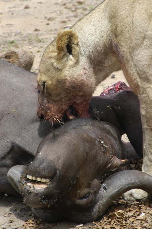 In at the Kill