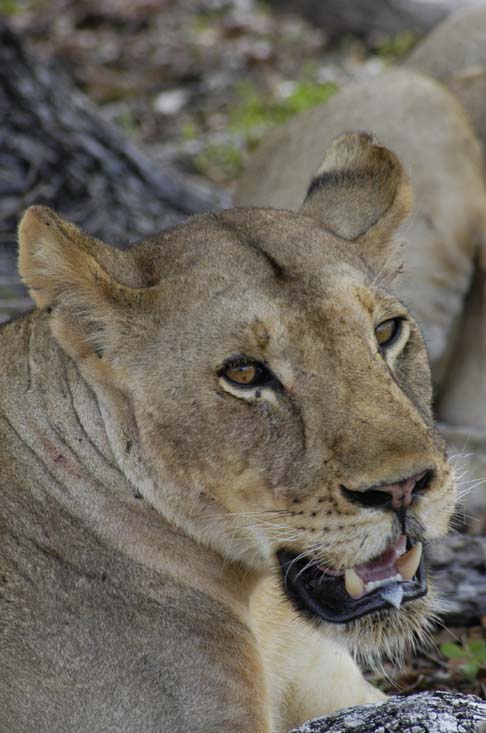 Selous 2006