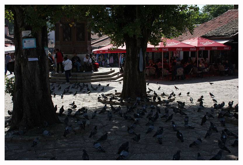 Doves,cohabitants,Bačarija