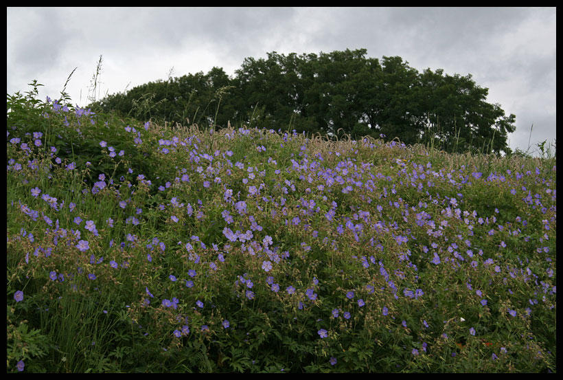 Blooming slope