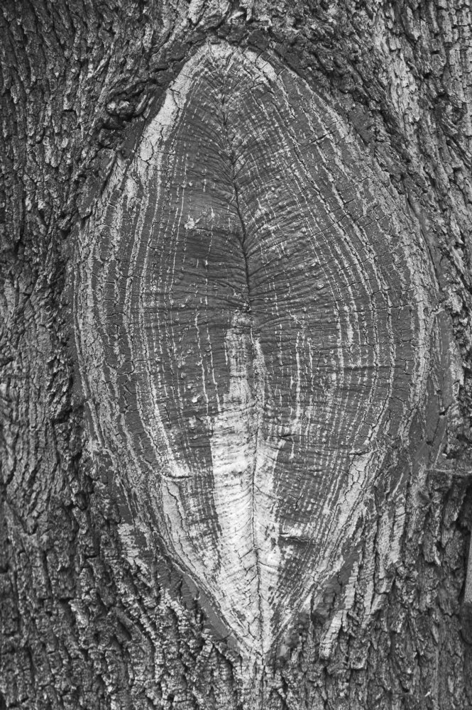Tree scar _DSC9404 bw-01.jpg