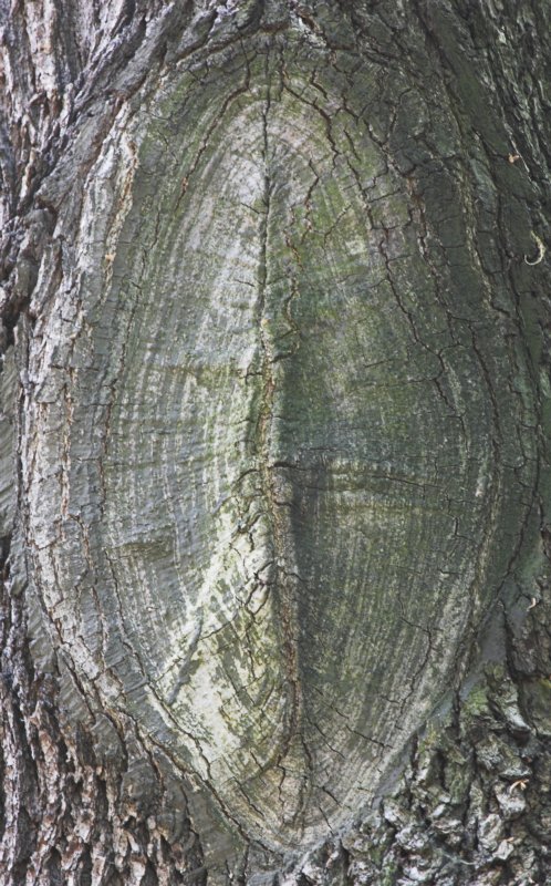 Tree scar _DSC9406-01.jpg