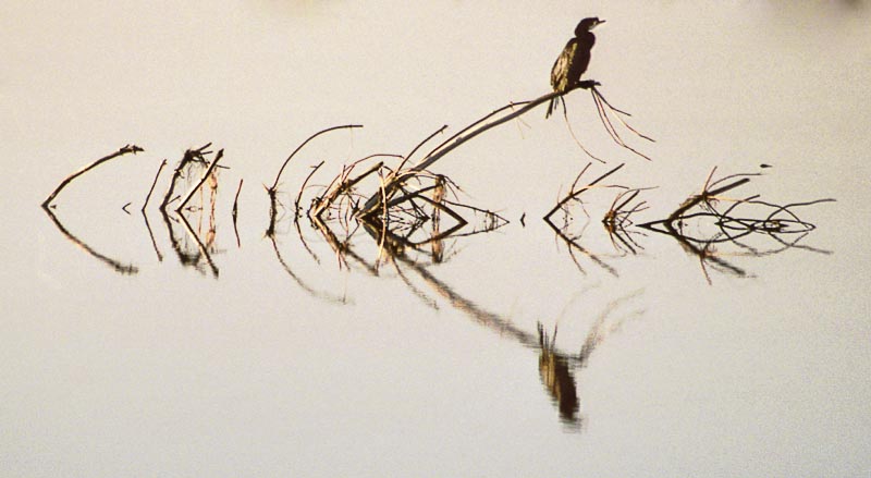 Shag on Sticks .jpg