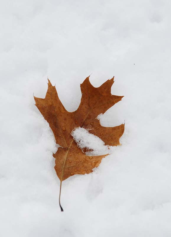 Gold in the snow