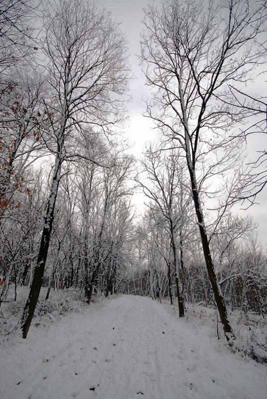Winter Aley