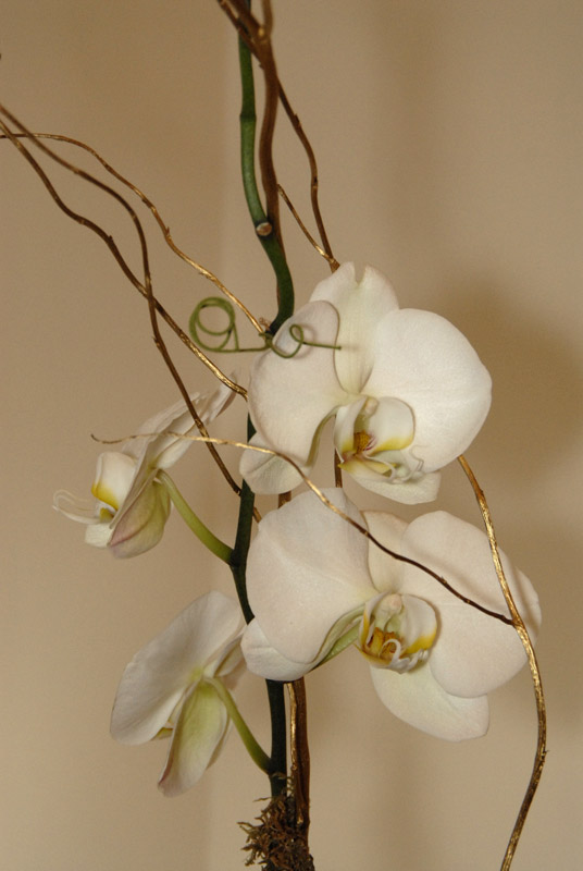 White Orchid