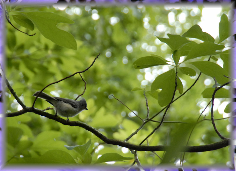 litle birdie...