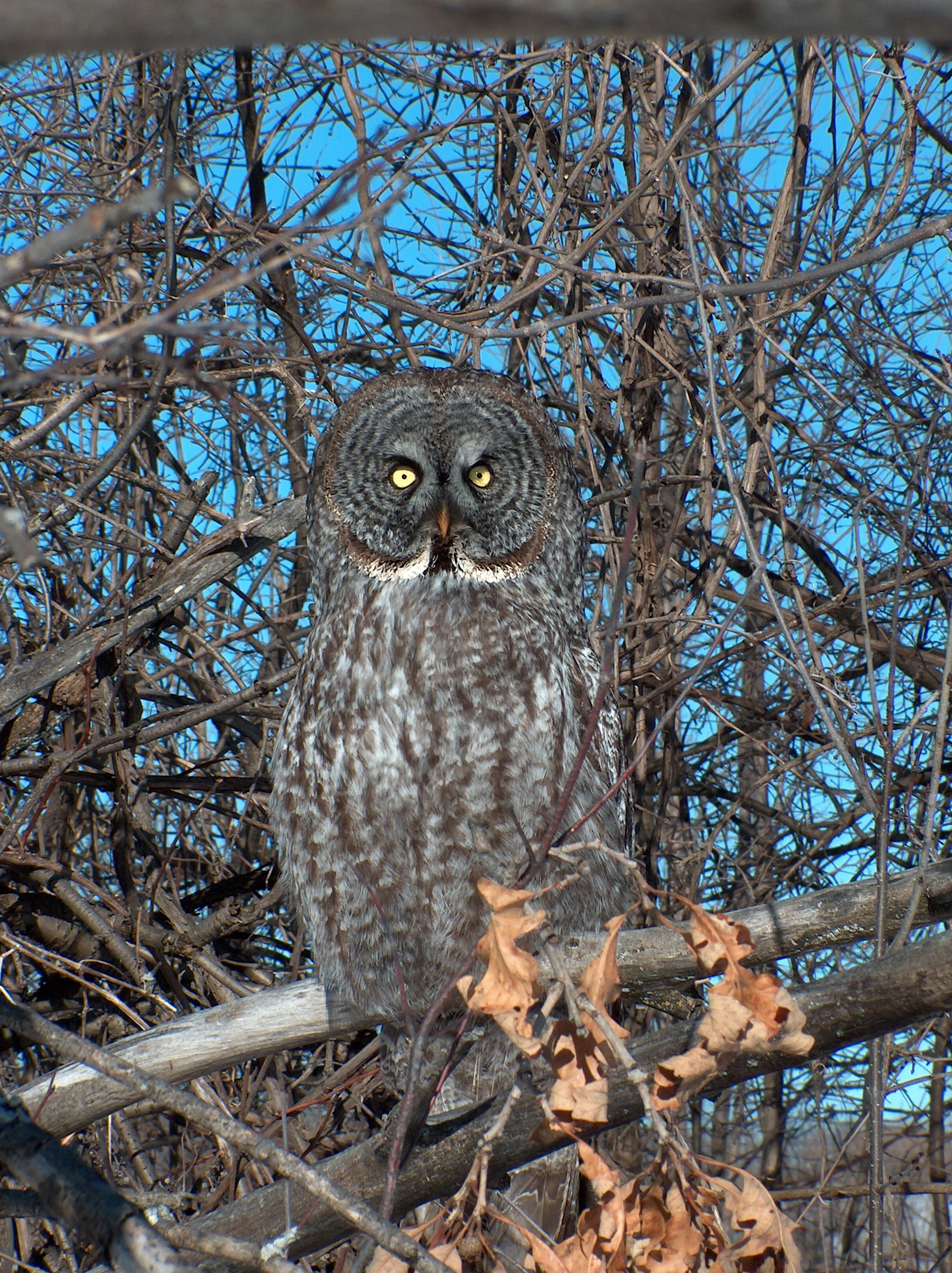Great Grey Owl