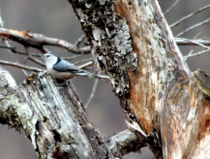 Sitelle-a-poitrine-blanche / White-breasted Nuthatch