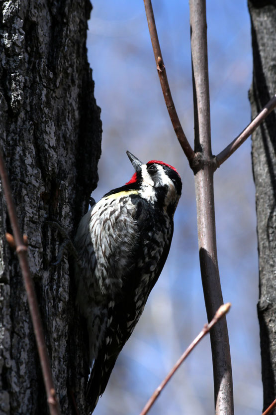 Pic Macul/ Yellow-Bellied Sapsucker