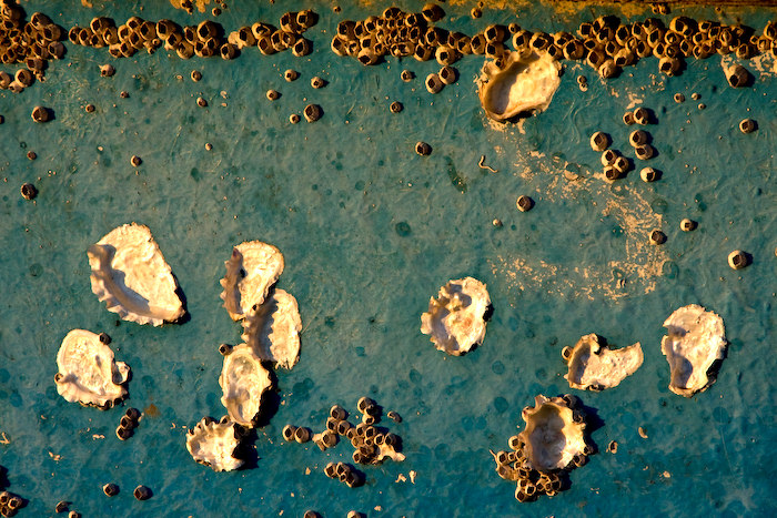 boat  shell art
