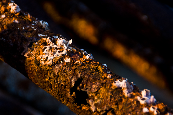 weathered by the sea...