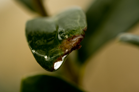 spring rain