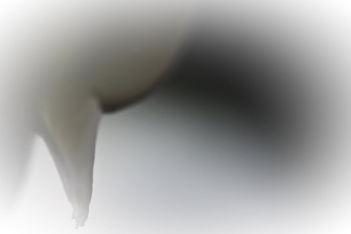 Floral Abstraction 4