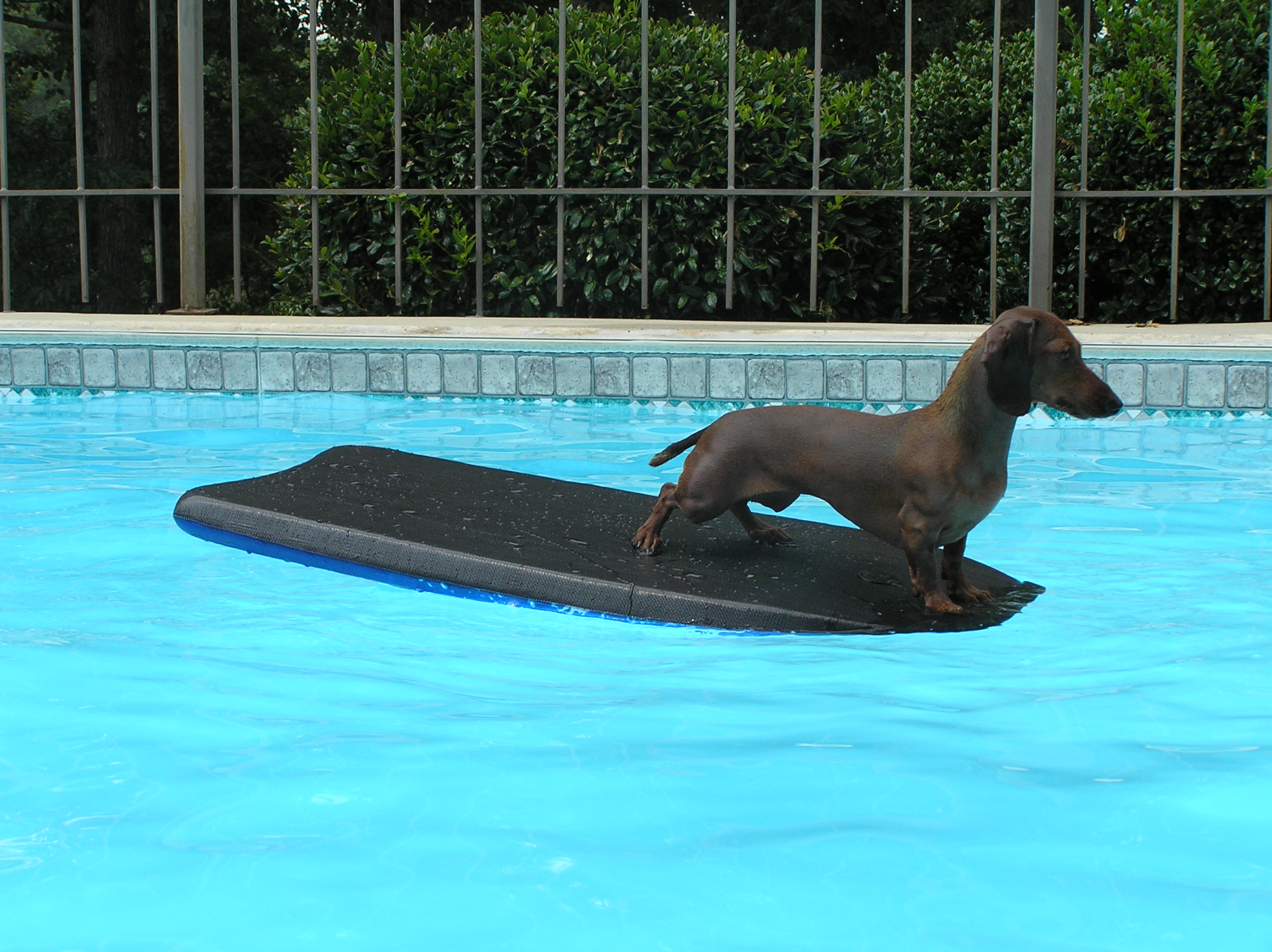 WAKE-BOARDING HOUND