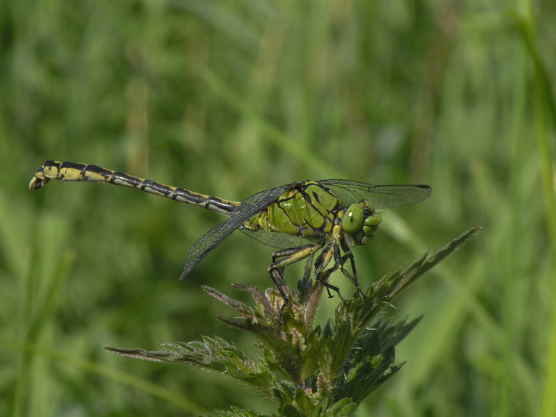 Green snaketail - Ophiogomphus cecilia