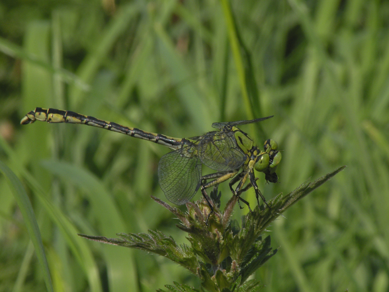 Green snaketail - Ophiogomphus cecilia