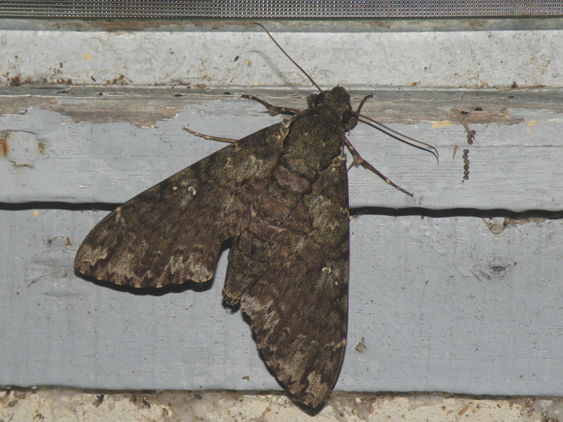 Sphingids from Suriname