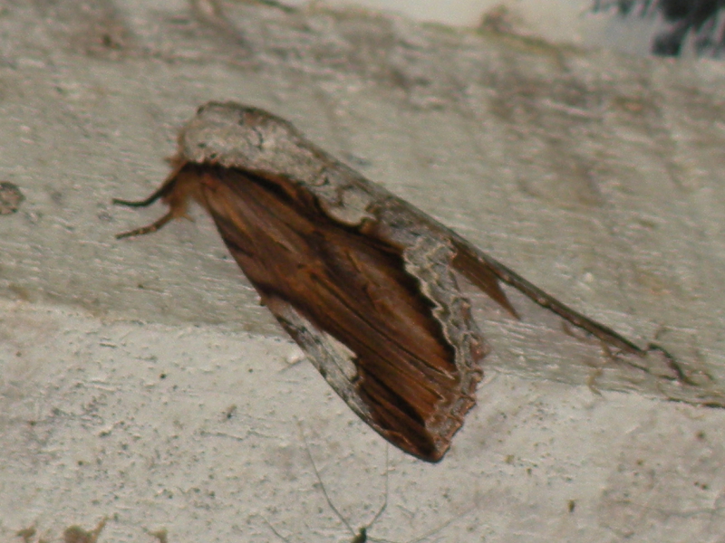 Other moths from Suriname