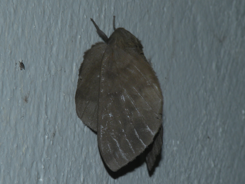 Saturnids from Suriname