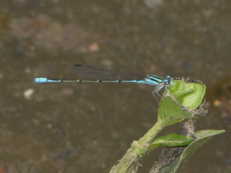 Acanthagrion male