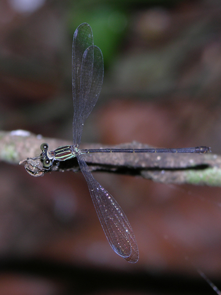 Oxystigma female