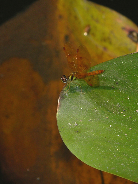 Perithemis lais male
