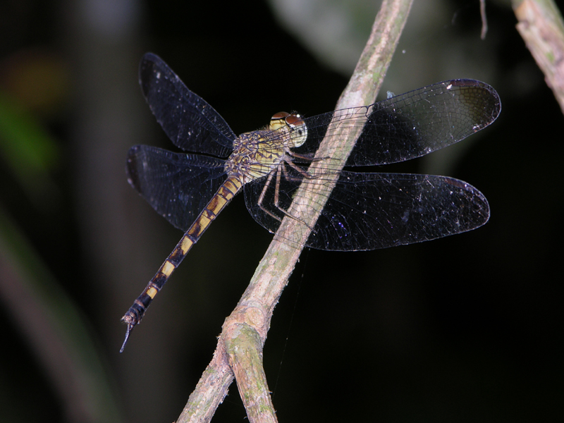 Uracis ovipositrix
