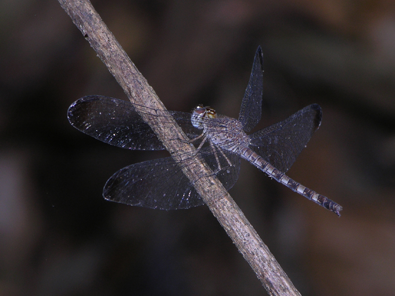 Uracis imbuta