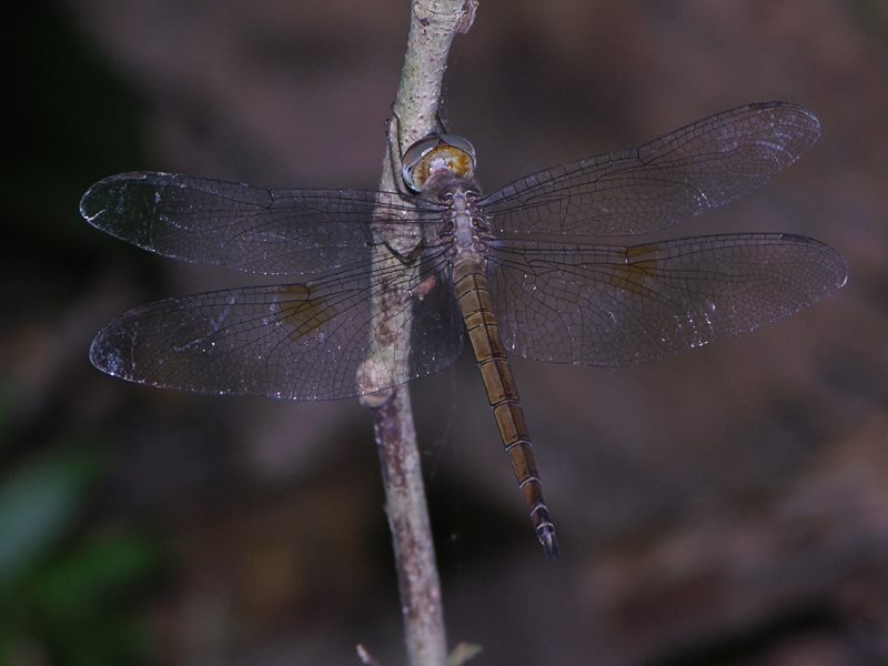 Tholymis citrina