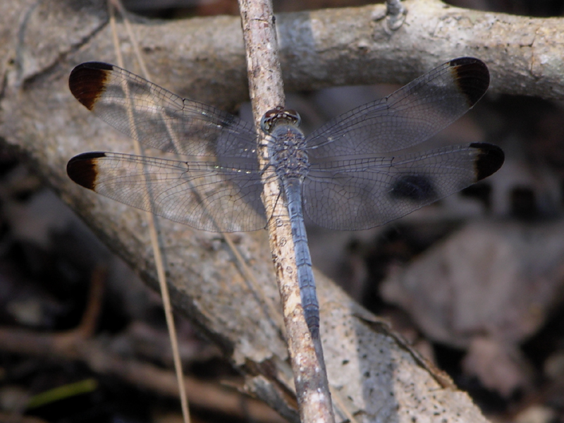 Uracis imbuta