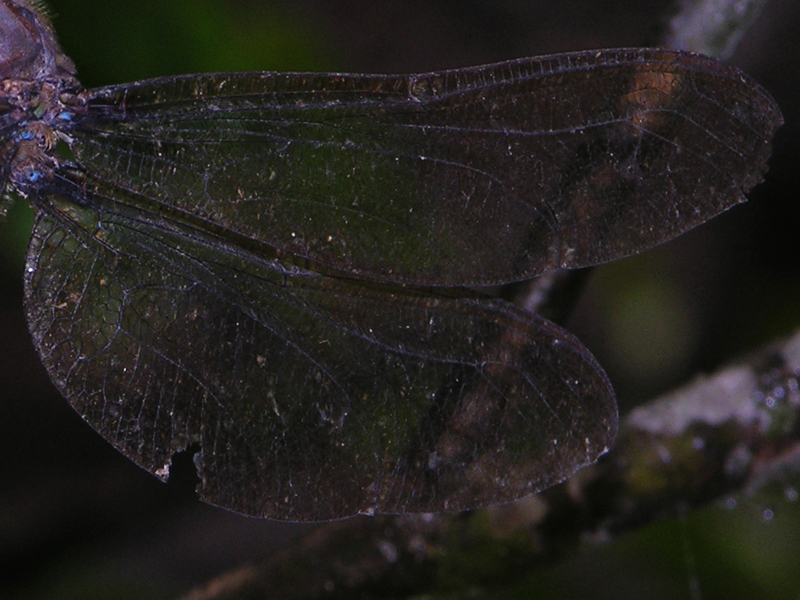 Gynacantha gracilis female