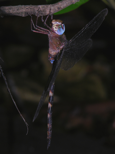 Gynacantha gracilis male
