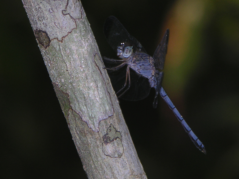 Uracis imbuta male