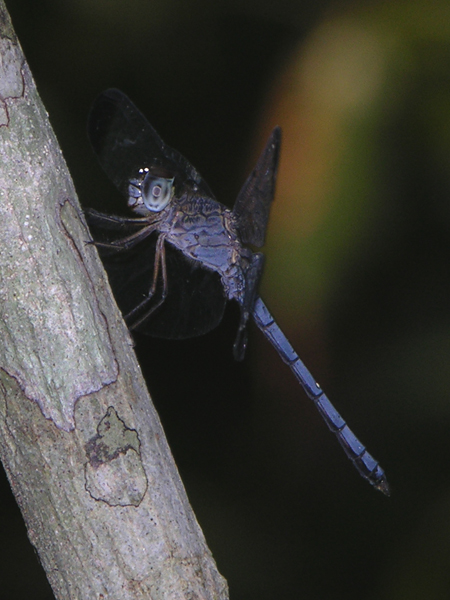Uracis imbuta male