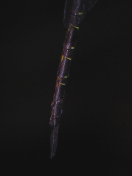 Triacanthagyna spec