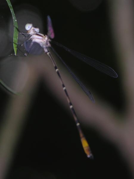 Megapodagrionidae
