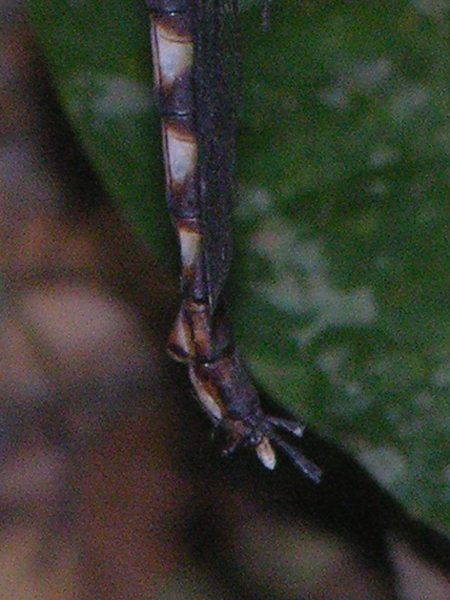 Gynacantha female
