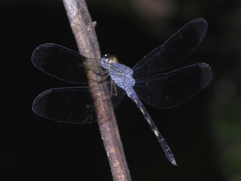 Uracis infumata