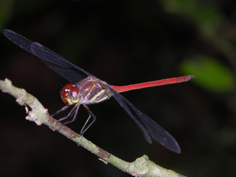 Orthemis ambirufa