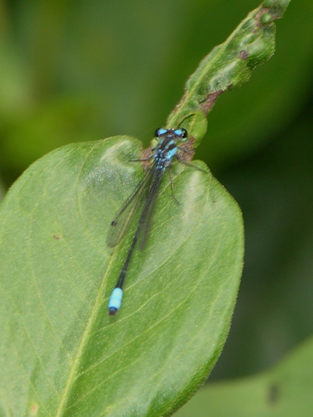 Cigana damsel: probably Acanthagrion
