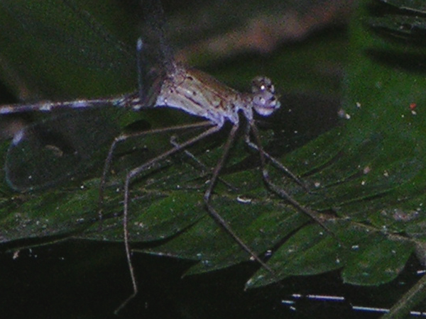 Megapodagrion