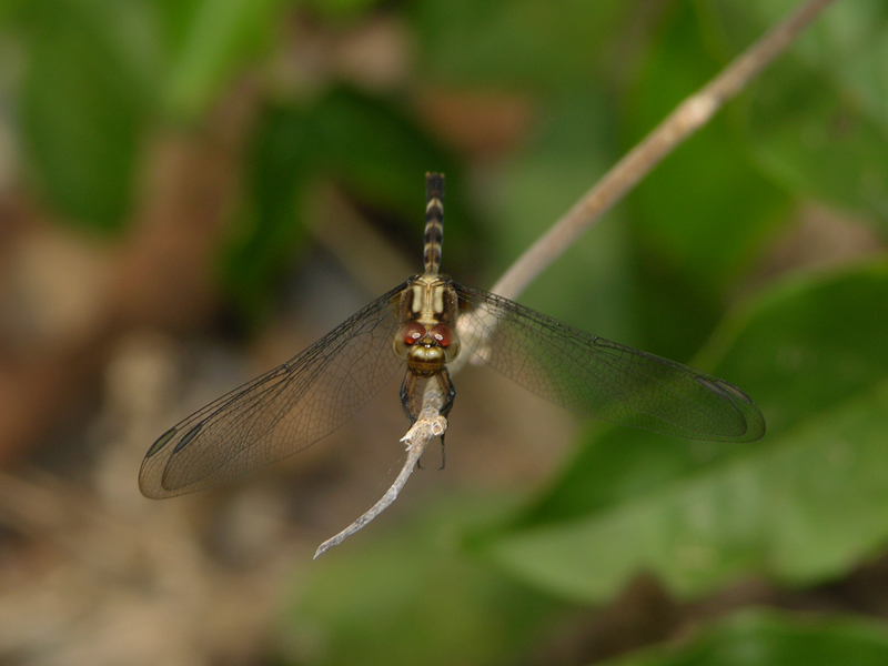 Erythemis plebeja