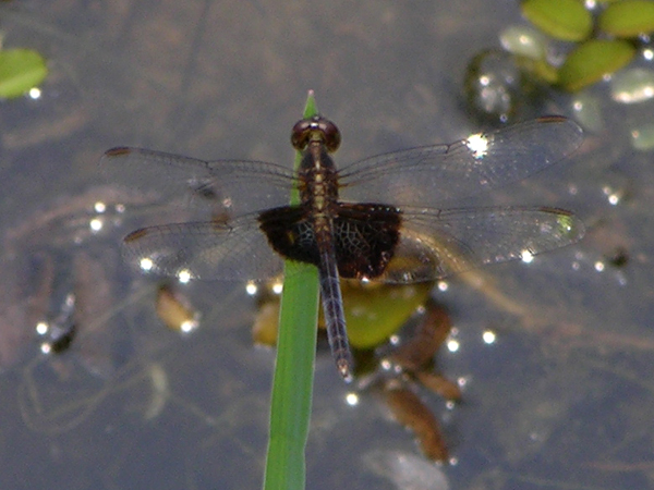 Erythrodiplax latimaculata