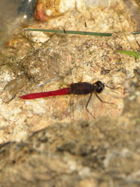 Planiplax arachne