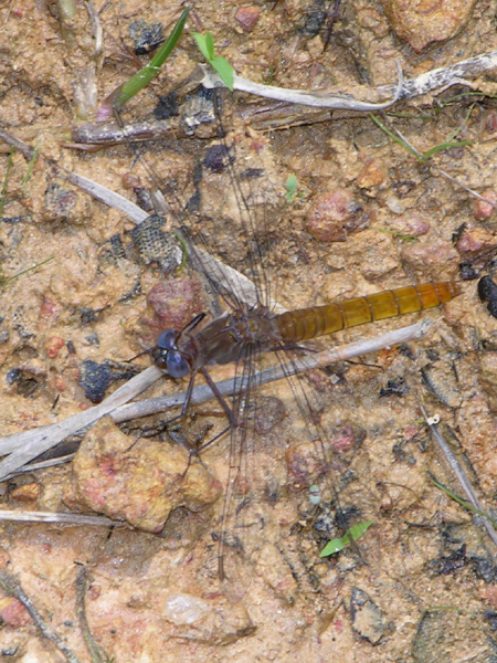 Planiplax arachne (female)