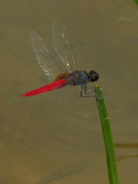 Planiplax phoenicura