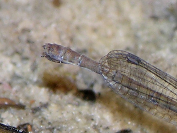 Neoneura spec