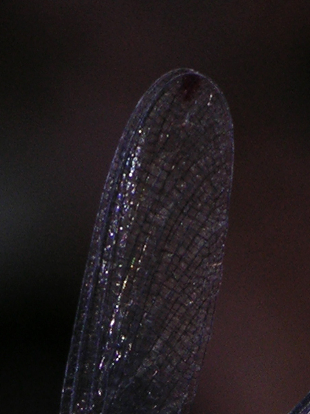 Hetaerina male